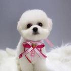 纯种比熊犬 比熊幼犬 疫苗齐全 可签协议 保健康