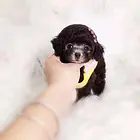 纯茶杯体泰迪幼犬 各种颜色 公母都有