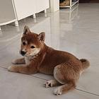 【搞定了！】柴犬出售