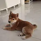 【搞定了！】柴犬出售