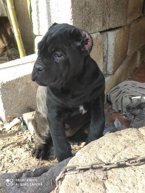 卡斯罗护卫犬