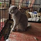 纯种蓝猫