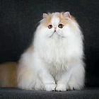 哪里有纯白棉花糖系列波斯猫卖的 波斯猫多少钱