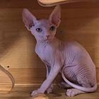 玉溪出售纯种加拿大斯芬克斯无毛猫 无毛猫图片