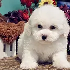 犬场直销纯种卷毛比熊出售,纯白色,非常可爱,包健康
