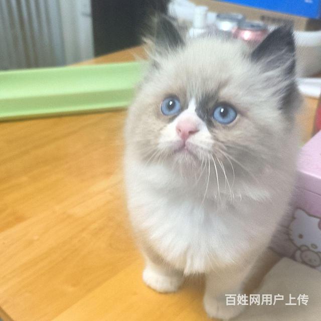 自家繁育的布偶猫的图片