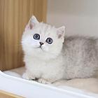 曼基康矮脚猫哪里有卖的 多少钱一只 图片价位