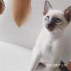 漳州纯血暹罗猫幼猫多少钱一只