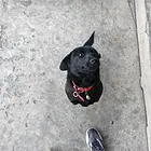纯黑狗
