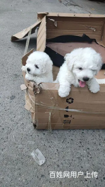 售比熊的图片