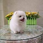 纯种博美 白色博美犬 球体博美犬,保健康,签协