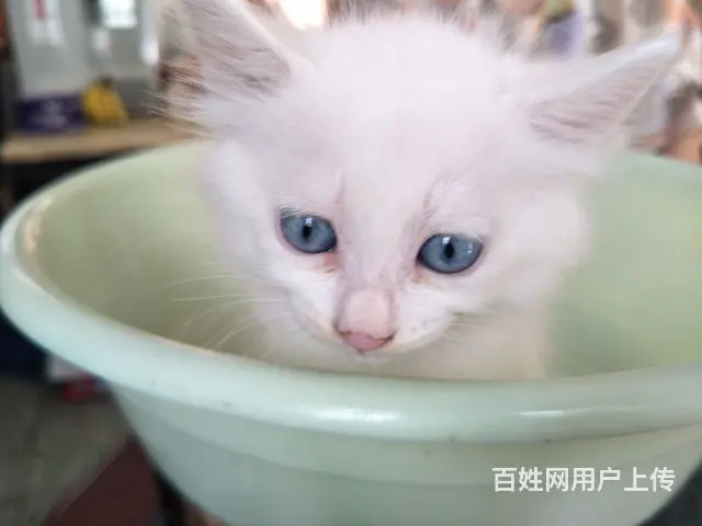 三只东方长毛猫想找温暖的家的图片