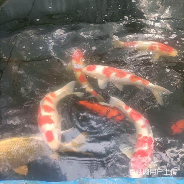 进口精品锦鲤的图片