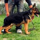 广州哪里买狗有保障 养殖场直销纯种健康黑背德牧犬