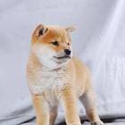 纯种柴犬幼犬出售 外省可发货 本地可送货上门