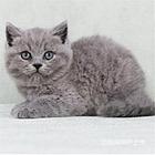 云南楚雄猫舍直销纯种蓝猫怎么卖
