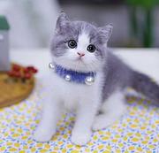 蓝猫标斑起司蓝白渐层哪里有 图片价格 多少钱一只