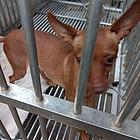 出售一年多点小鹿犬
