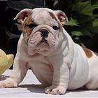 毕节哪里出售自家繁殖的斗牛犬斗牛犬哪里卖？斗牛图片