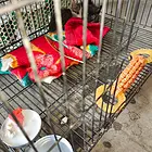 流浪猫寻有缘人不求富贵但求相守