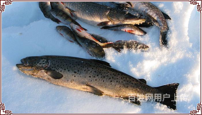 野生细鳞鱼多少钱一斤,东北细鳞鱼多少钱一斤
