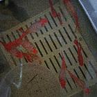 孔雀鱼鸿运当头