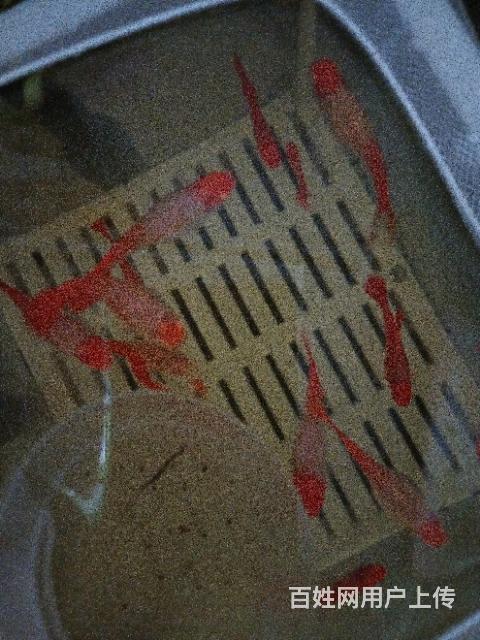 孔雀鱼鸿运当头的图片