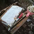 中蜂，中华蜜蜂。