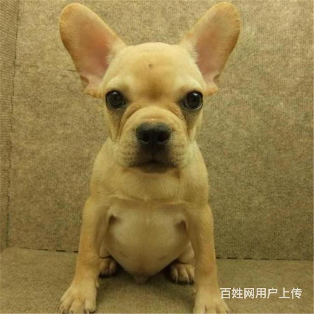 绥化附近哪里有狗卖◆狗场常年卖纯种法斗的图片
