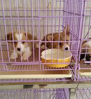 白山本地柯基犬价格，本地哪儿可以买到柯基犬