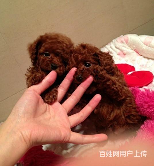 纯种精品泰迪熊犬颜色多用健康活泼智商超高艘