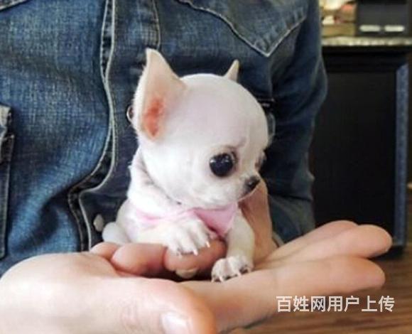 鹤岗优质吉娃娃如何挑选，优质吉娃娃多少钱一个的图片