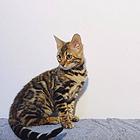 平顶山孟加拉豹猫 疫苗齐全 温顺黏人 保证健康