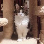 安阳纯种双血统纯白缅因低价出售