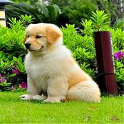 青岛（出售）金毛幼犬哪里买 狗场出售纯种金毛幼犬