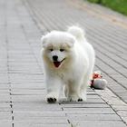 防城港哪里有出售萨摩耶幼犬宝宝 定时做疫苗和驱虫