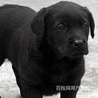 黑河拉布拉多狗场地址拉布拉多狗场位置
