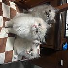 布偶公猫自家养