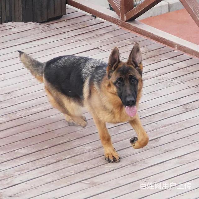 随州csv认证犬舍【德国牧羊犬】保障健康 终生售后