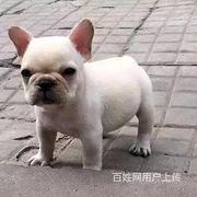 绵阳靠谱法斗犬舍养法斗上哪里看