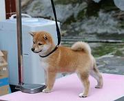 池州哪里有柴犬的购买渠道，想买柴犬上哪看