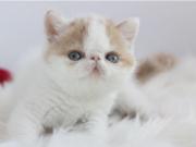 泉州纯种加菲猫多少钱 包健康保养活 质保90天