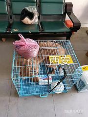 宁波市宠物快递宠物托运//宁波市哪家靠谱/价格优惠