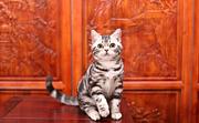 哪里有美短虎斑标斑猫幼猫宠物猫 多少钱一只