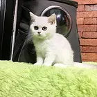 衡阳银渐层基地◆卖银渐层的地方