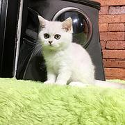 鞍山哪里有卖纯种银渐层的猫场基地，本地银渐层价格