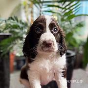 【货到付款犬舍】烟台史宾格多少钱 史宾格好养吗图