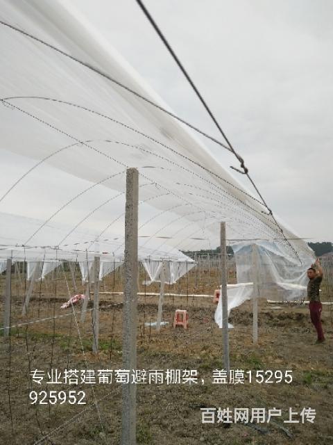 专业葡萄避雨棚搭建盖膜找专业施工队优惠的价格