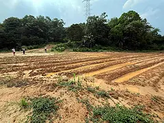 从化区鳌头镇附近100亩平地农场整体出租
