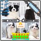 贺州CKU认证犬舍养殖边境牧羊犬幼犬可以上门看大狗
